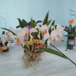 20150512_124930